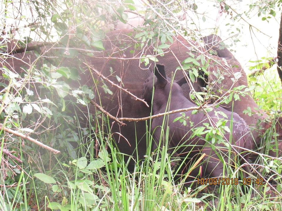 Rhino birth Aug 2018 2