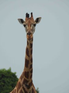 Female Nubian giraffe with GPS satellite unit fitted c GCF 225x300