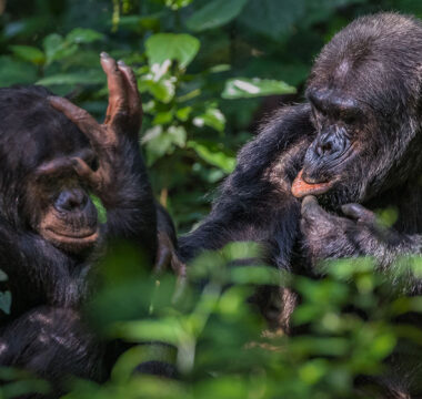 Chimpanzees in Rwanda – 5 Days.  