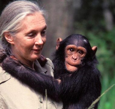 Chimpanzee Close Up experience – Uganda