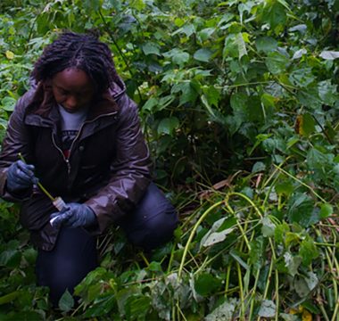 Gorilla tracking with Dr Gladys