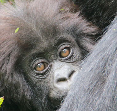 Rwanda Gorilla Safari – 5 Days