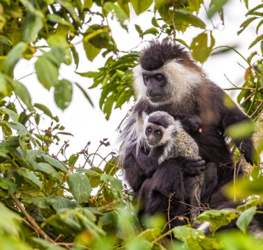 Rwanda Primate Safari – 7 Days
