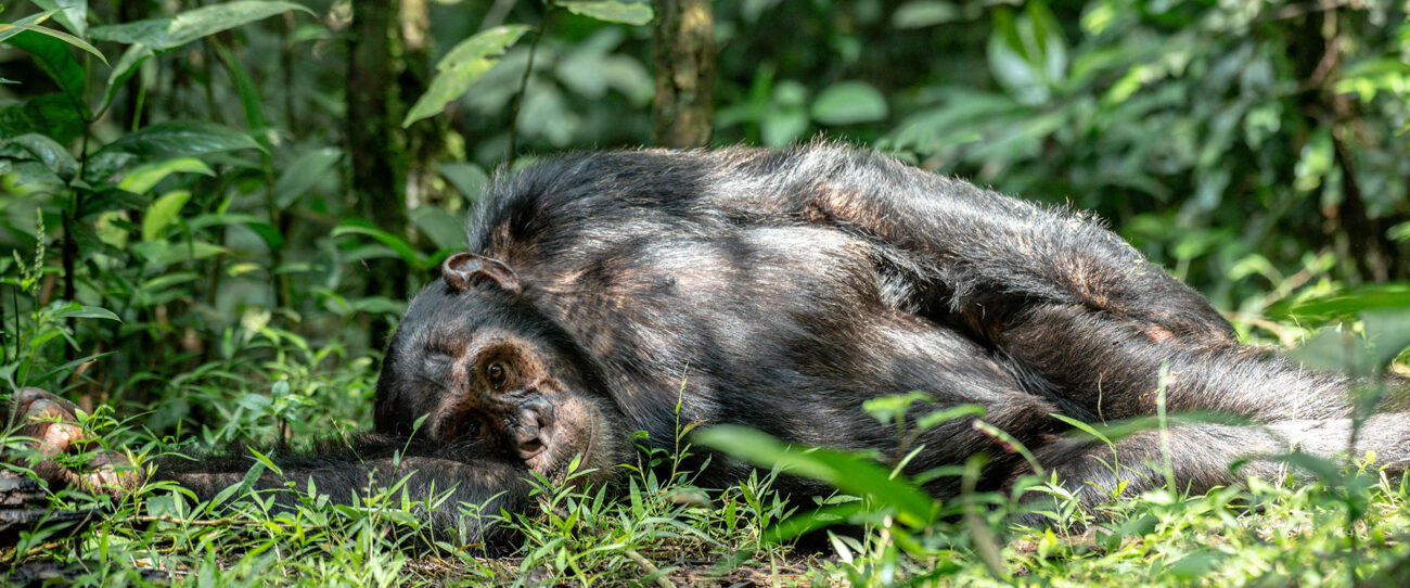 Chimpanzee in. Kibale Forest National Park