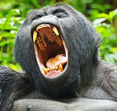 Gorillas and Batwa on Foot – 5 Days