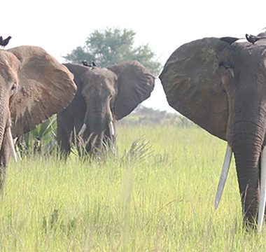 Murchison Falls National Park
