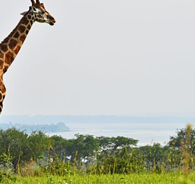 Uganda Big five and Primates – 11 Days