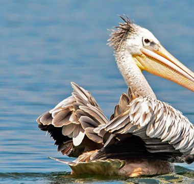 Rwanda Birding Adventure Rwanda Birding Adventure