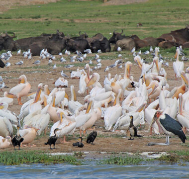 The Rift Valley Birding & Chimpanzee Adventure – Uganda The Rift Valley Birding & Chimpanzee Adventure – Uganda