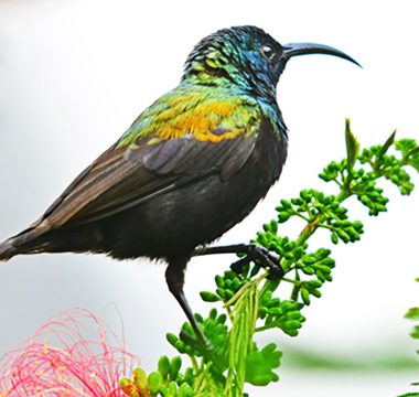 Birding – Lake Kivu and PNV Birding – Lake Kivu and PNV