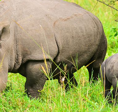 Ziwa Rhino and Wildlife Sanctuary